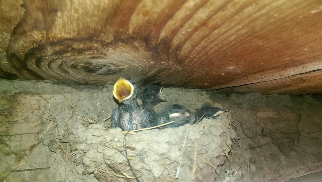 Casa Rural Vilaspasa, Alquiler Integro Gotarta Kültér fotó