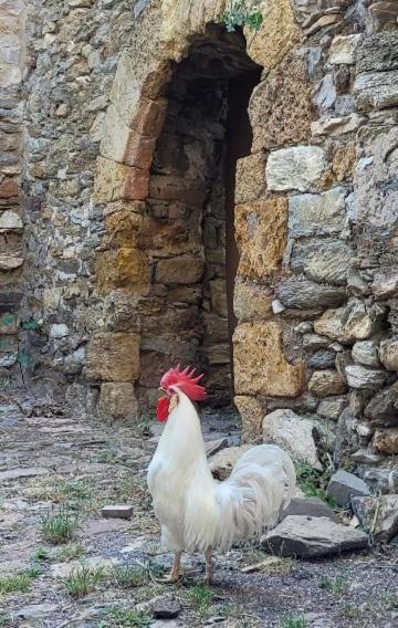 Casa Rural Vilaspasa, Alquiler Integro Gotarta Kültér fotó